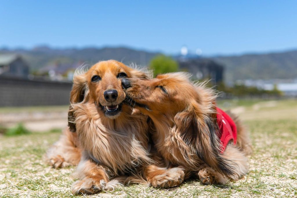 two dogs 