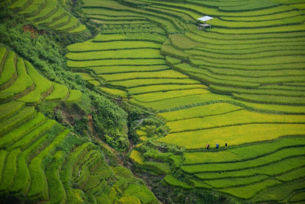 rice farm in vietnam