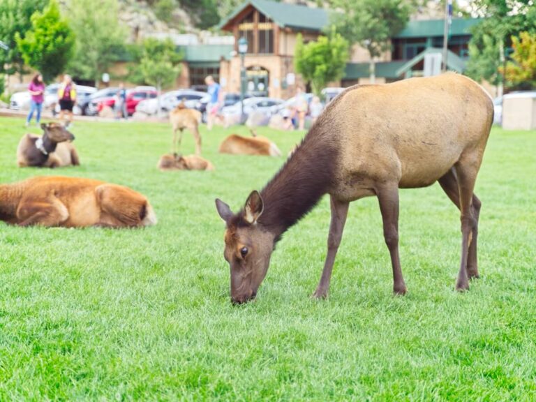 Elk grazing at Bond Park in Estes Park, Colorado